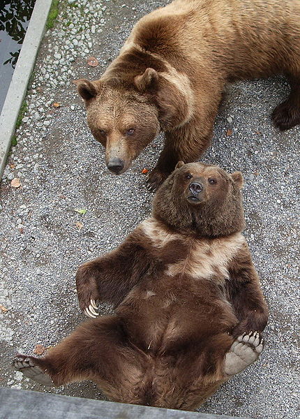 Previous residents of the bear pits in Bern, Tana and Pedro. Photo by Marco Amstutz, via Wikimedia Commons.
