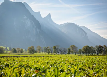 Stockhorn from Zwieselberg