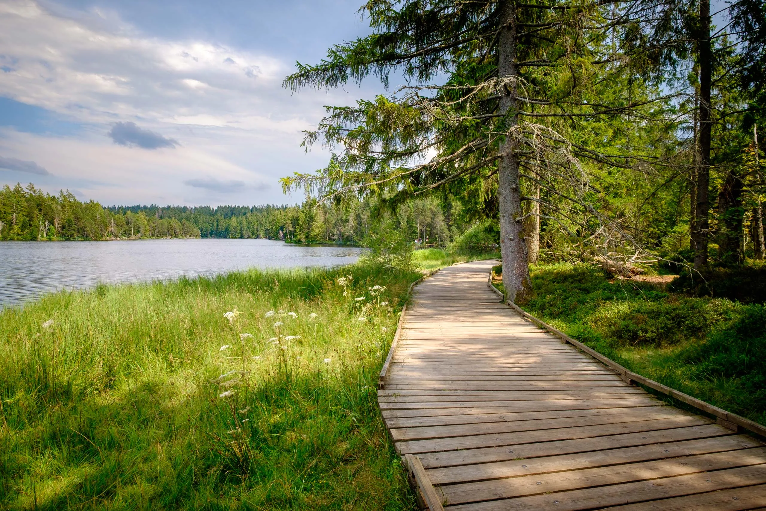 Étang de la Gruère