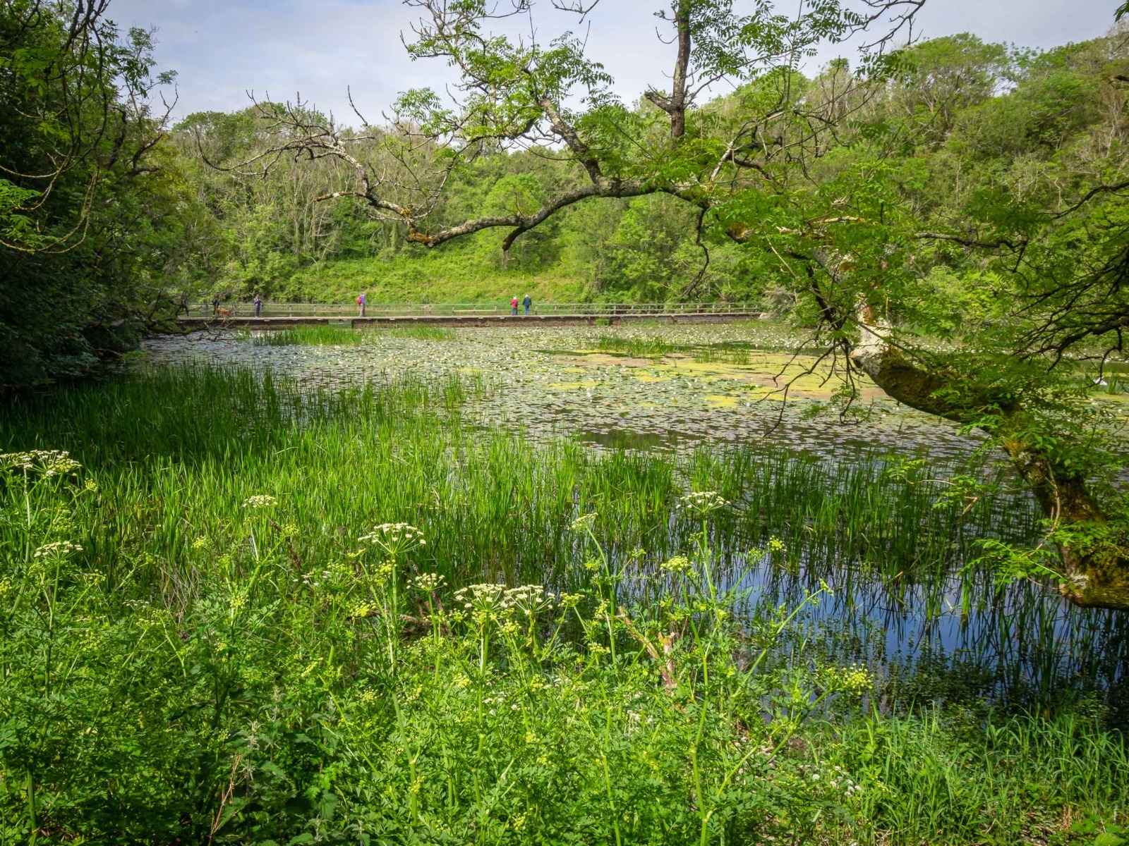 Bosherston lily pools in south Wales