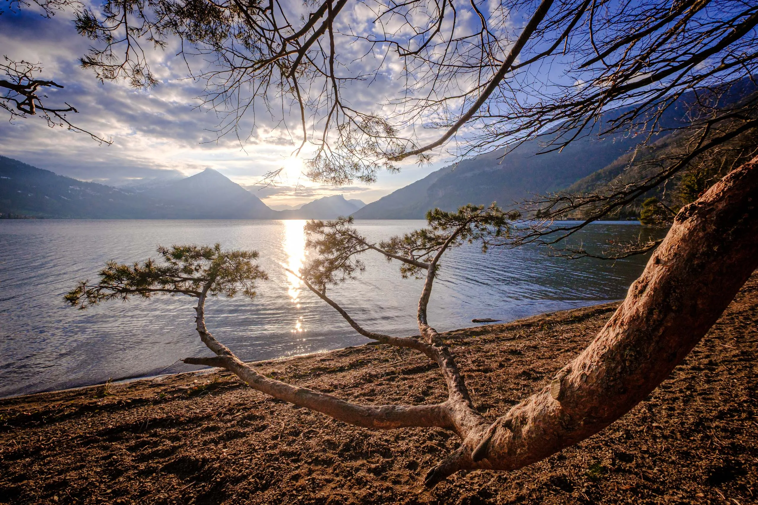 The Branch at Weissenau