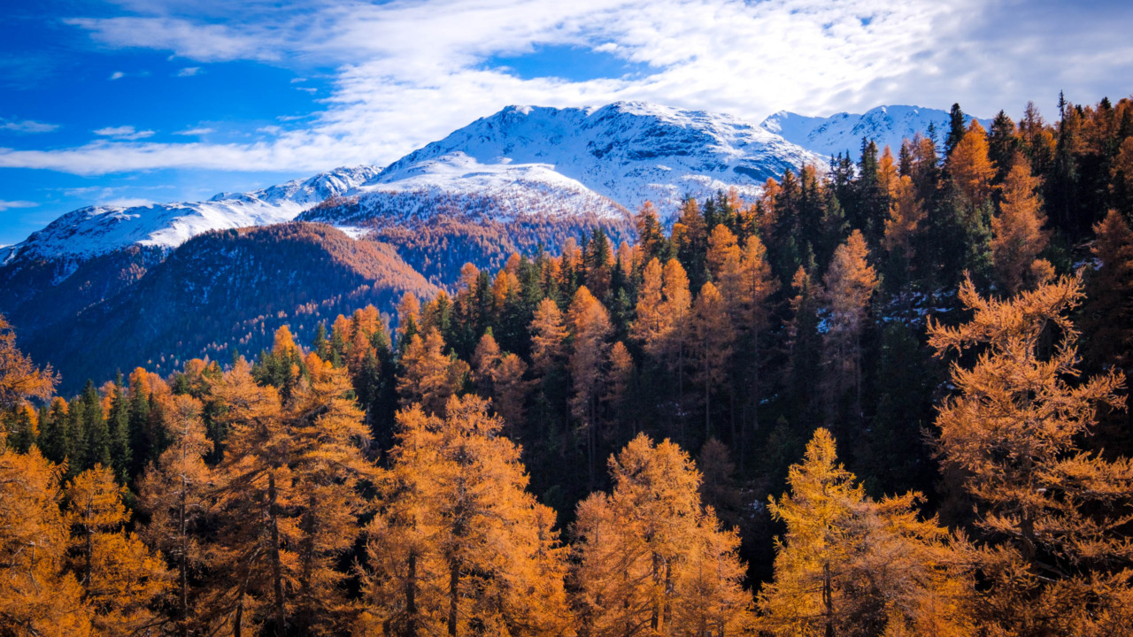 Autumn colour on the Albula Pass in Engadin