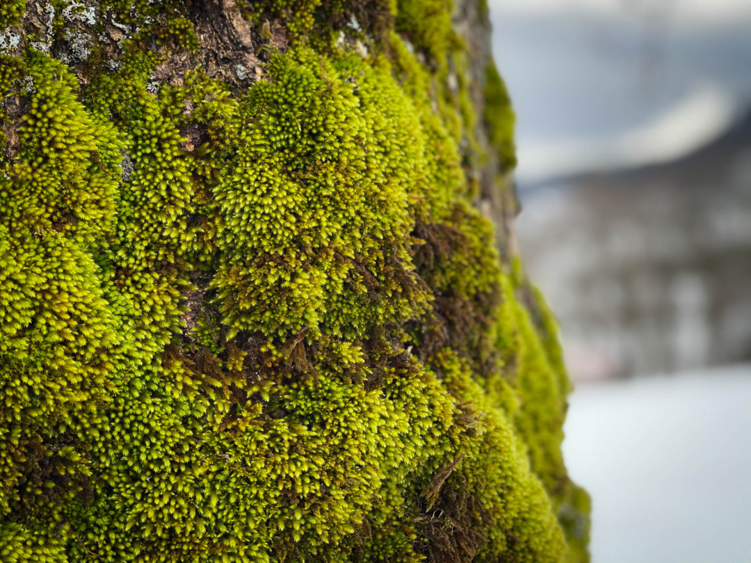 Moss on a tree in Grindelwald