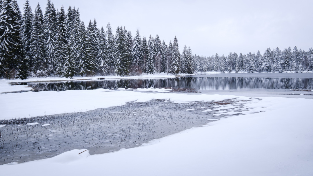 Frozen lake and snowy forest at Étang de la Gruère