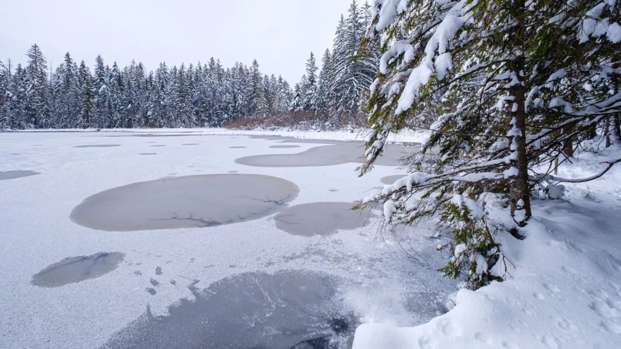 Frozen lake and snowy forest at Étang de la Gruère