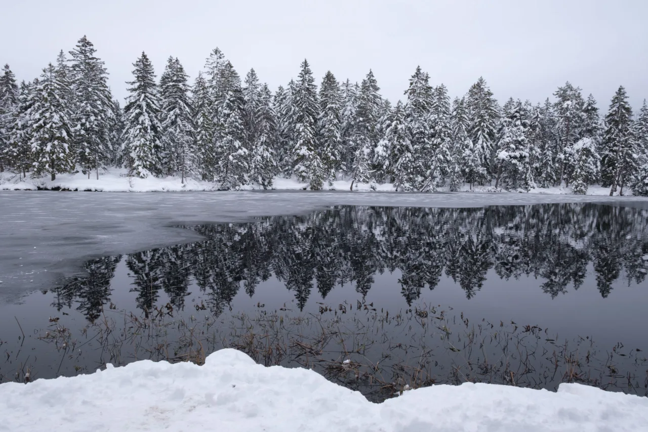 Frozen lake and snowy forest at Étang de la Gruère