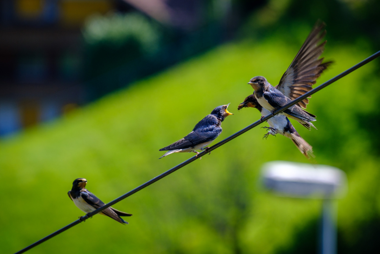 Swallows on a telephone wire