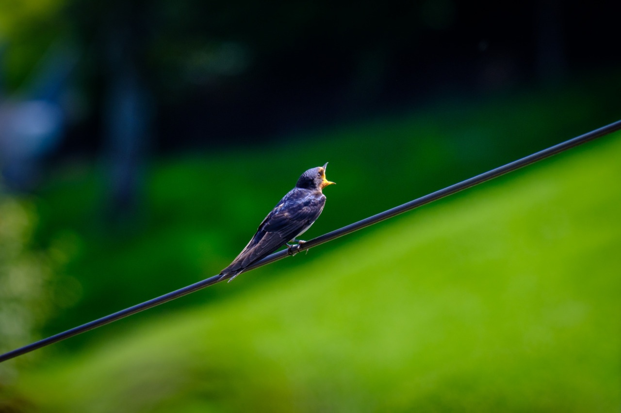 Swallow on a telephone wire