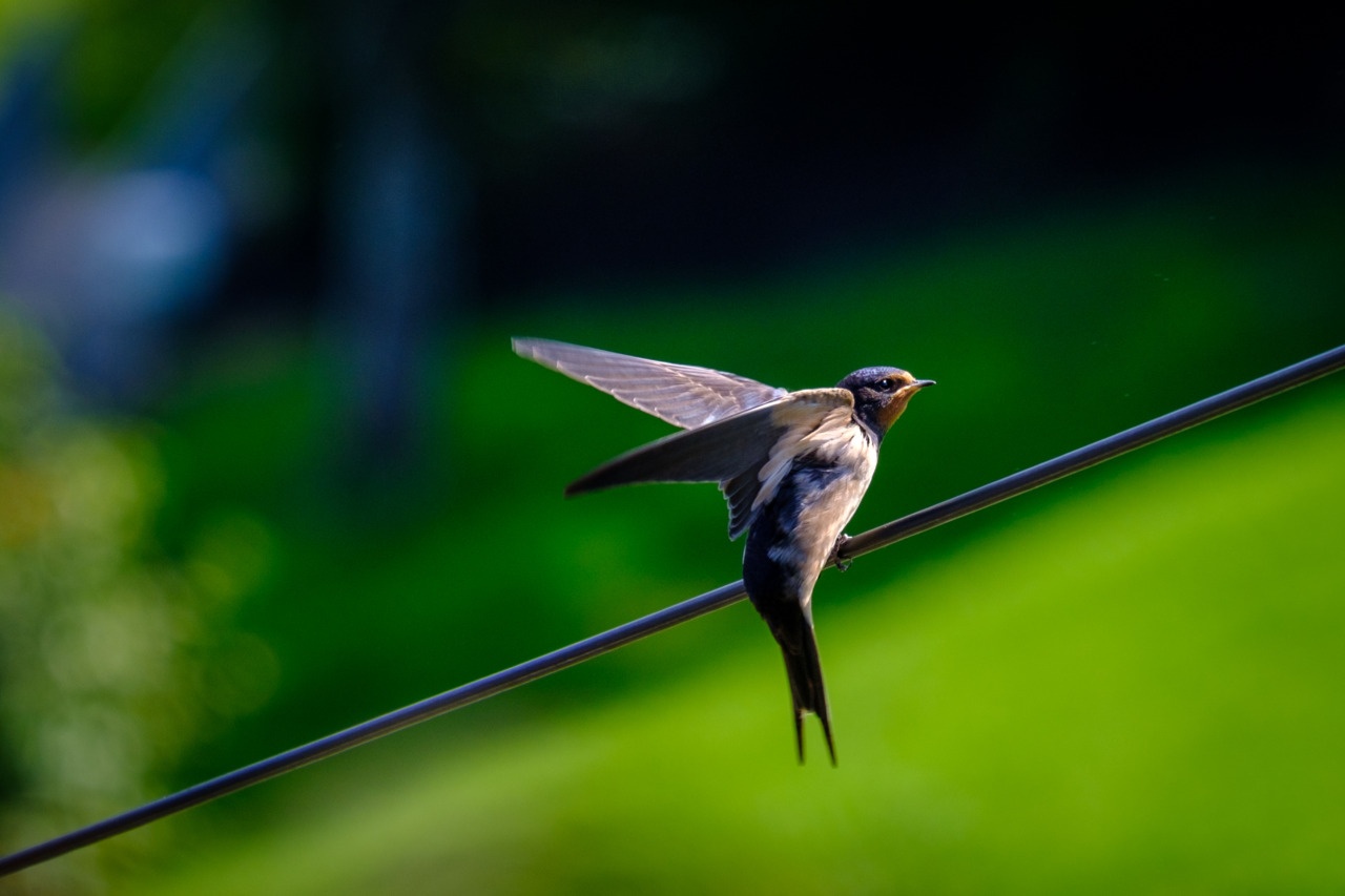 Swallow on a telephone wire