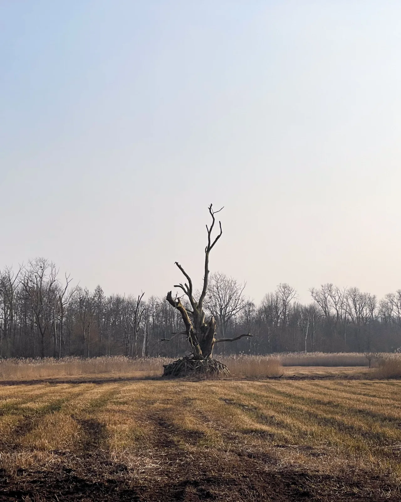Huge, dead tree in Fanel nature reserve