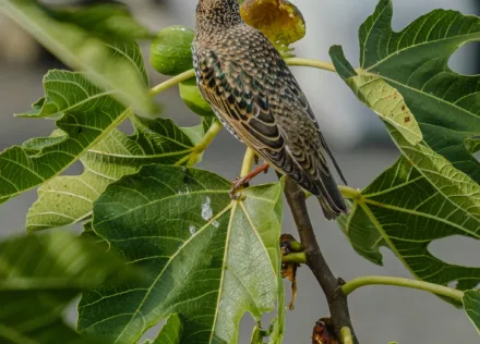Starling in a fig tree