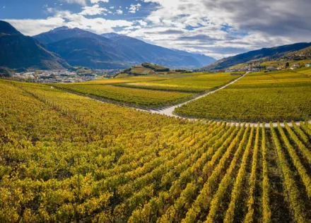 Autumn vineyards at Miège