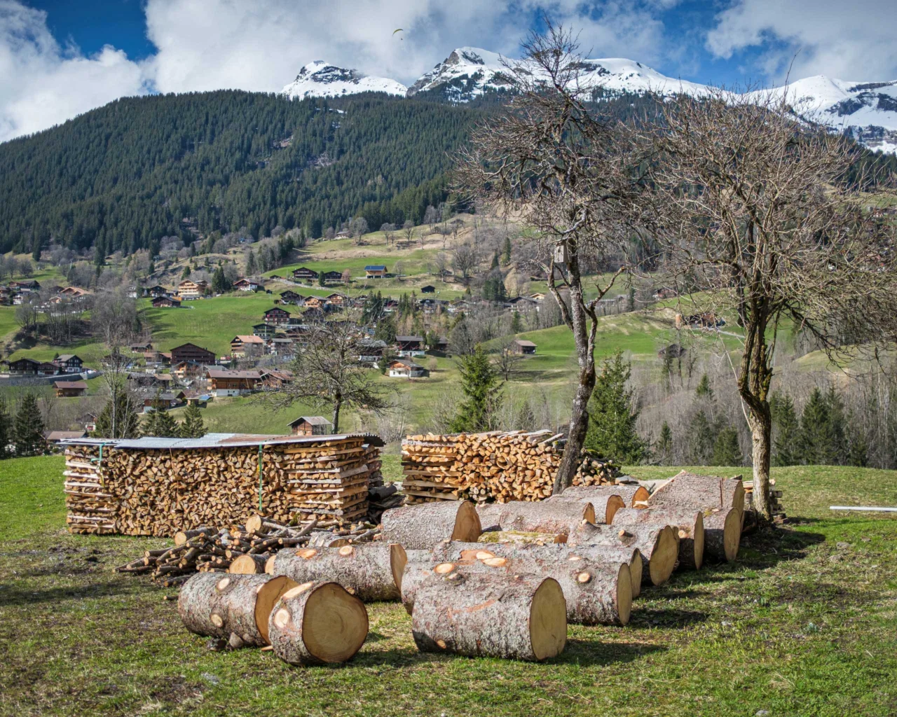 Logged tree, Grindelwald