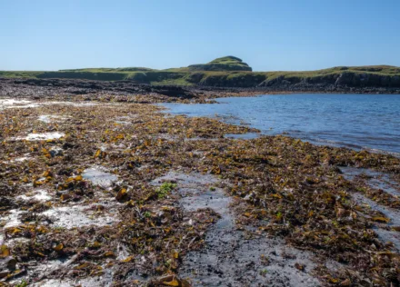 Beach at Oronsay