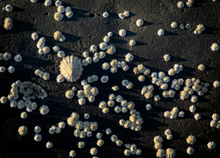 Limpets on Uig foreshore