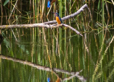 Kingfisher at La Sauge