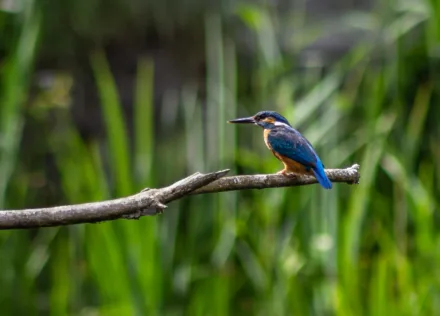 Kingfisher at La Sauge