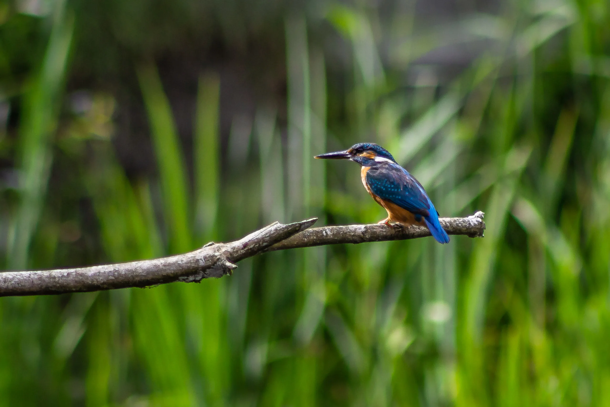 Kingfisher at La Sauge