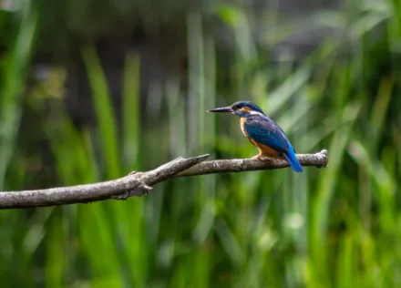 Kingfisher at La Sauge