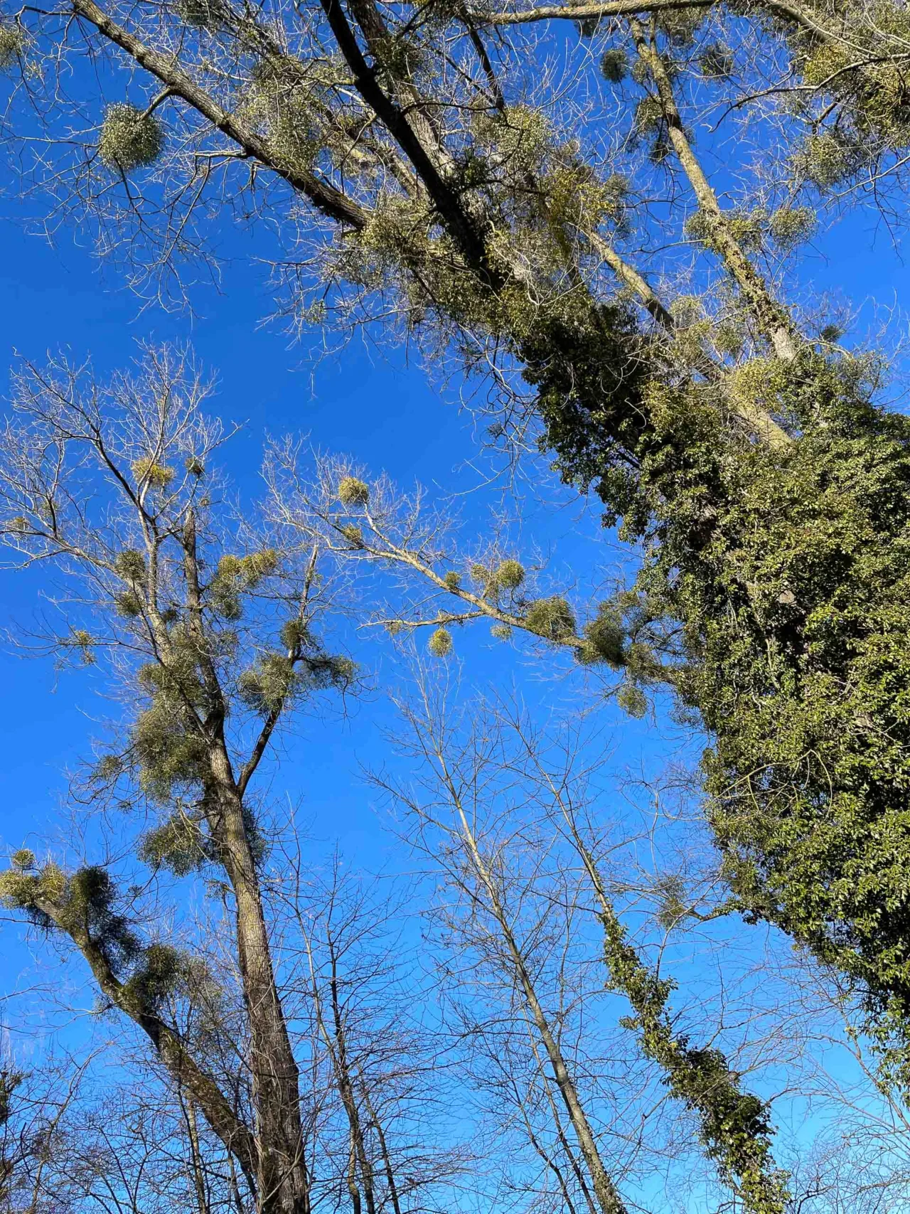 Ivy and mistletoe in the trees at Fanel
