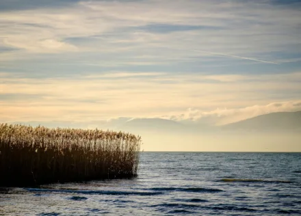 Lake shore reedbeds at Cudrefin in Switzerland