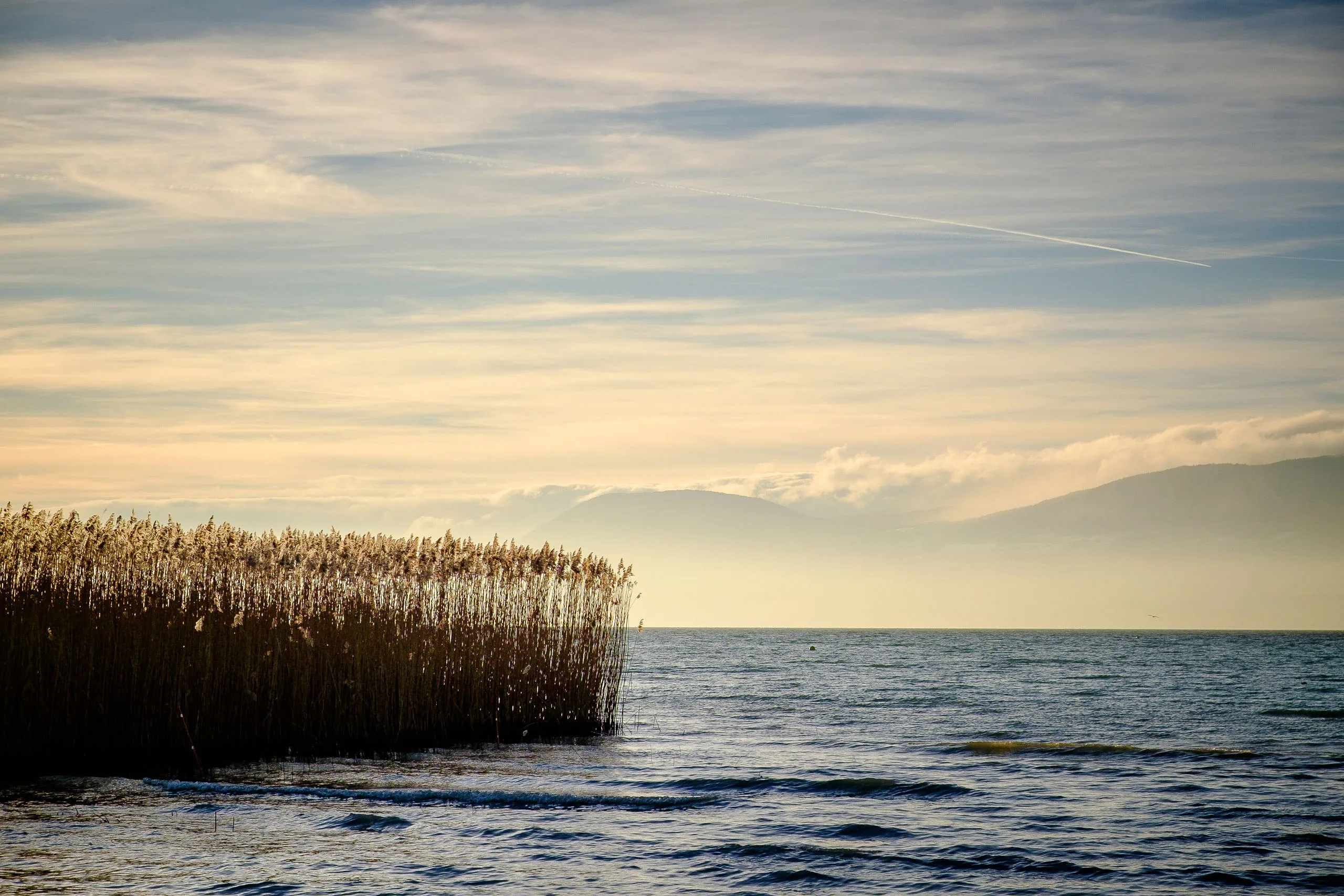 Lake shore reedbeds at Cudrefin in Switzerland