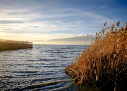 Lake shore reedbeds at Cudrefin in Switzerland