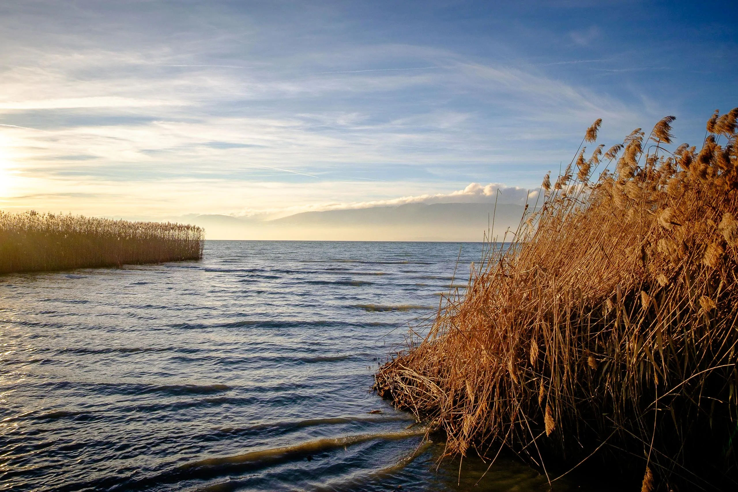 Lake shore reedbeds at Cudrefin in Switzerland