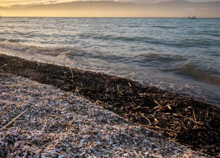 Freshwater shell beach at Delley-Portalban