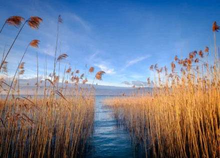 Reedbeds at sunset at Delley-Portalban