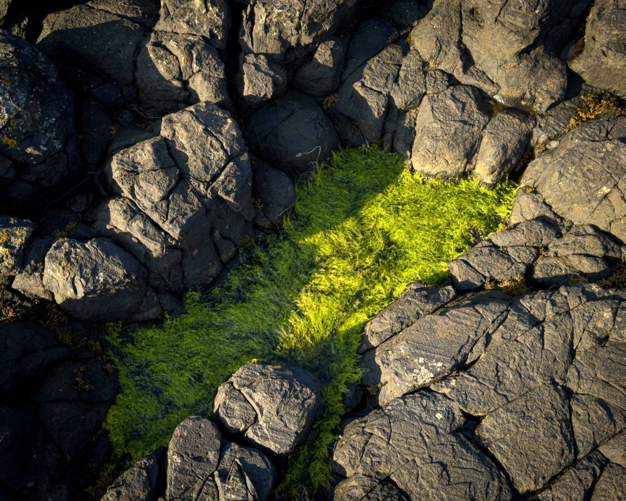 Green seaweed in a little rockpool