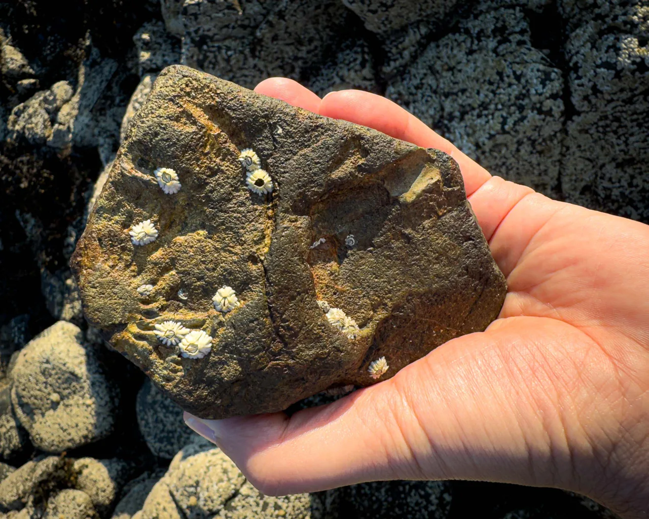 Fossil in a rock on the Isle of Skye