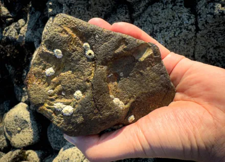 Fossil in a rock on the Isle of Skye