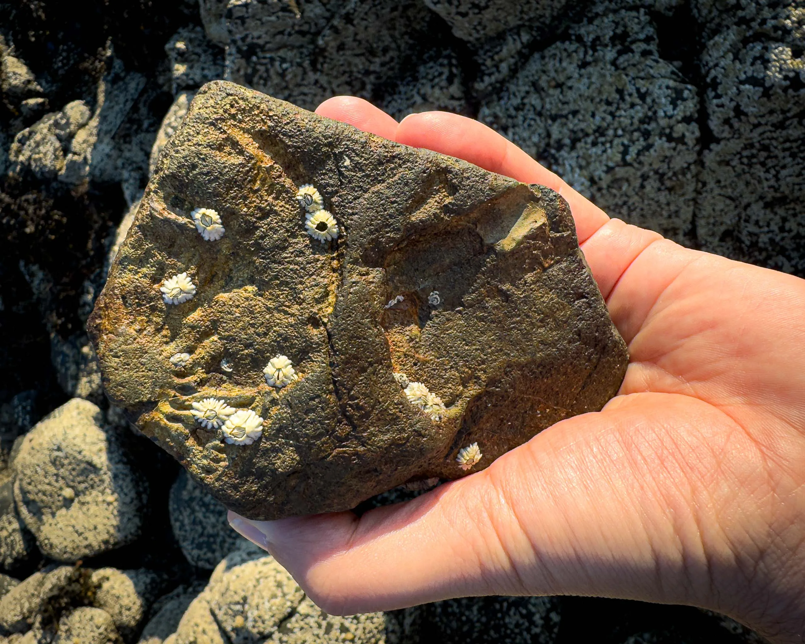 Fossil in a rock on the Isle of Skye
