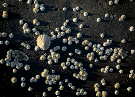 Limpets on a rock on the Isle of Skye