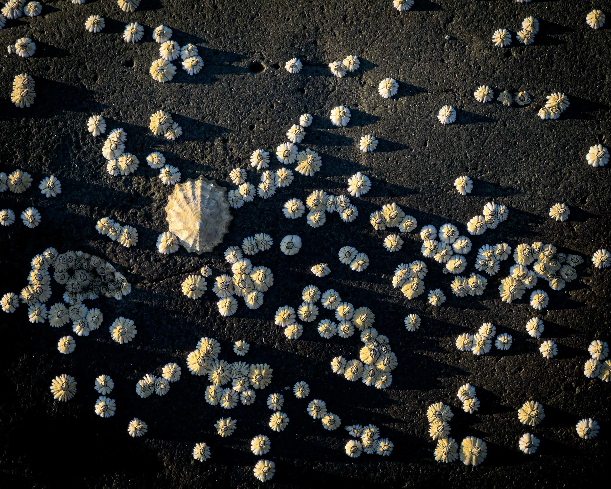 Limpets on a rock on the Isle of Skye