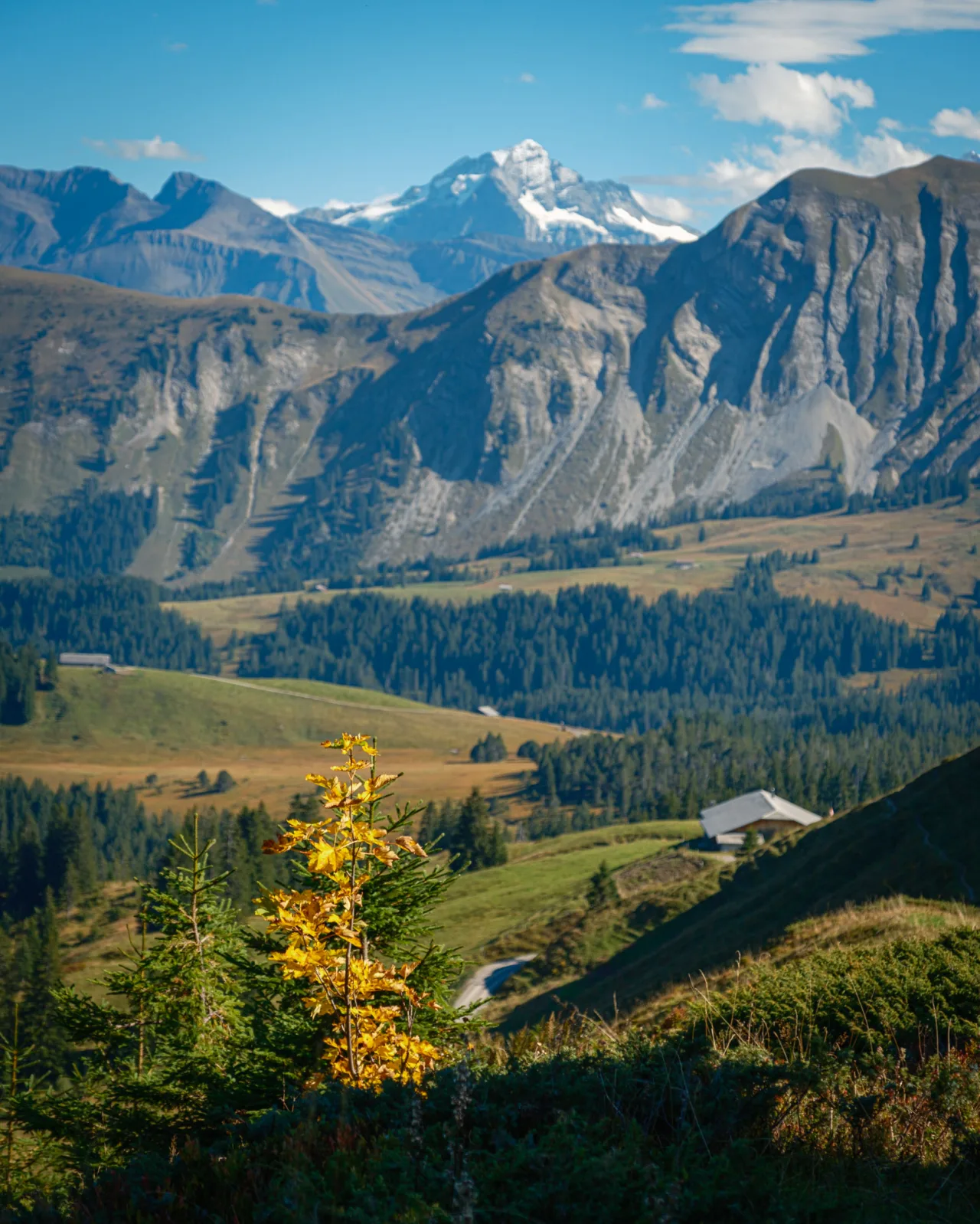 View to Wetterhorn from Stand/Wehrli