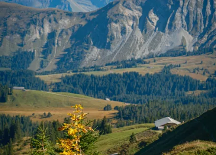 View to Wetterhorn from Stand/Wehrli