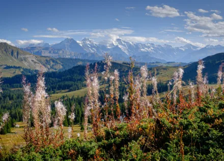 Fireweed at Lombachalp