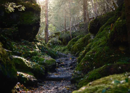 Path through the woods at Schwarzwaldalp