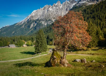 Rowan tree at Schwarzwaldalp