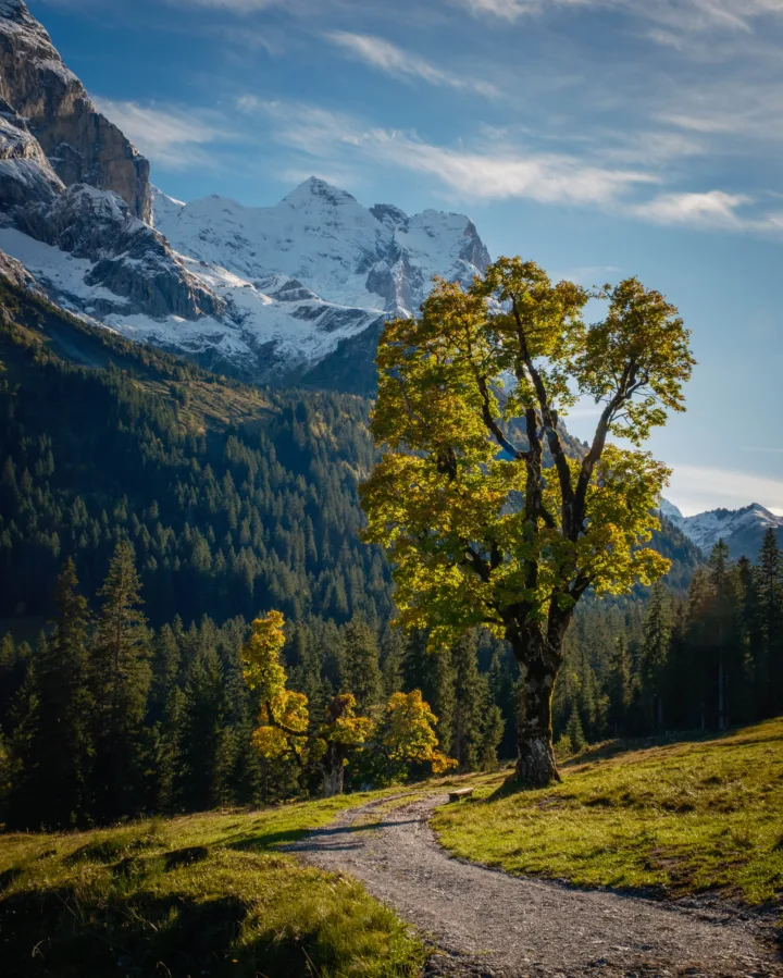Meadow path and autumn trees at Rosenlaui