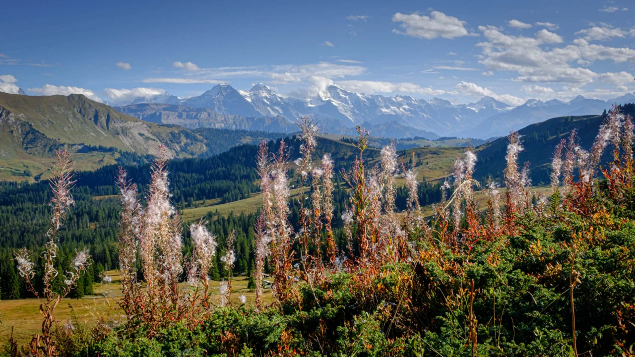 Fireweed at Lombachalp