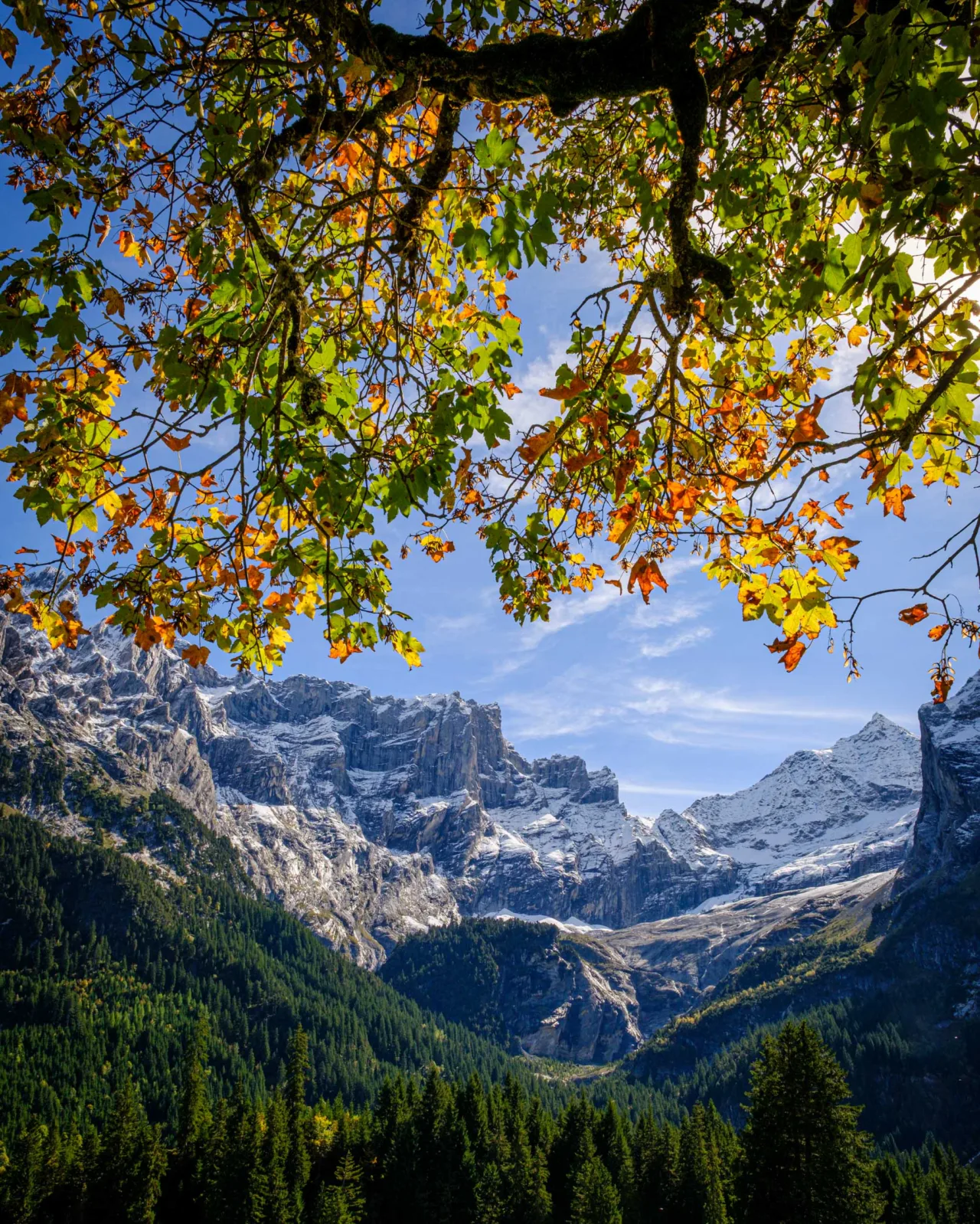 Autumn colour at Rosenlaui