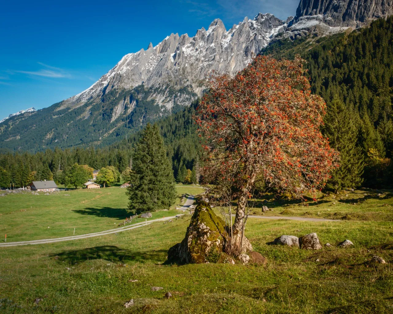 Rowan tree at Schwarzwaldalp