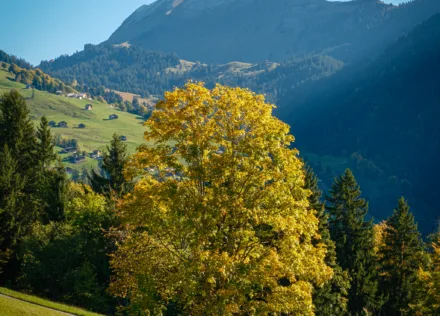 Autumn colours at Habkern