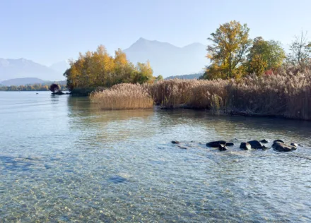 Reedbeds at Bonstetten Park