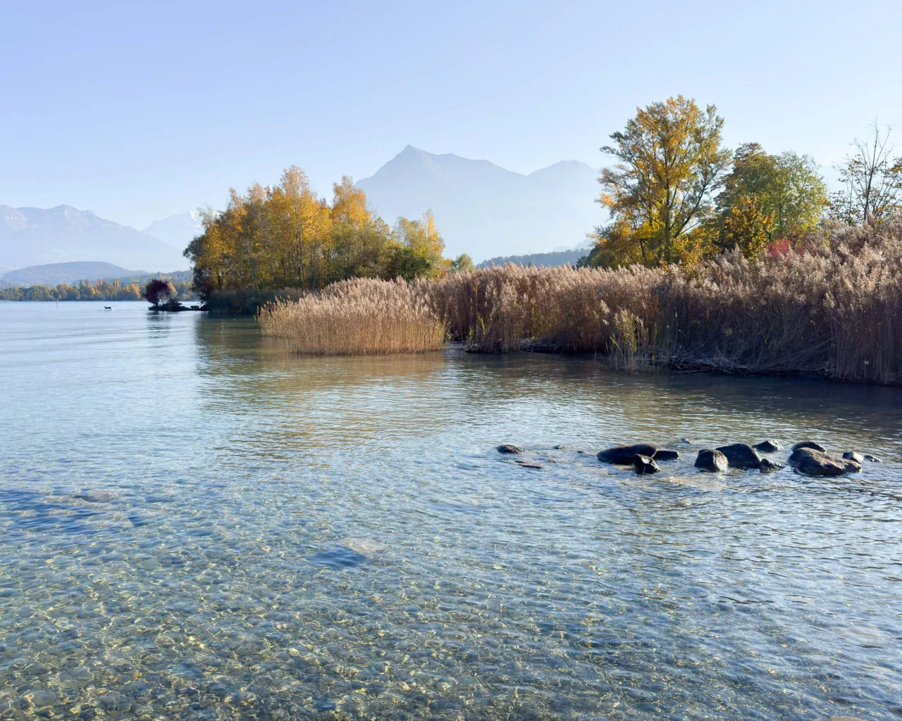 Reedbeds at Bonstetten Park