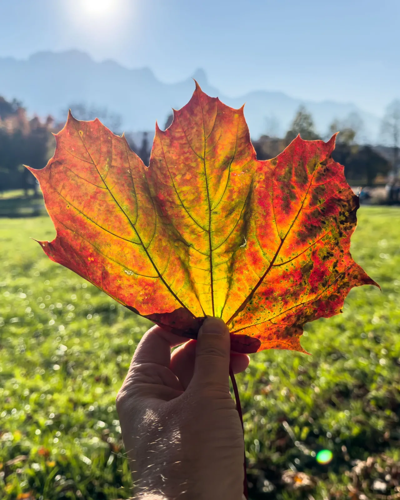 Autumn leaf at Bonstetten Park