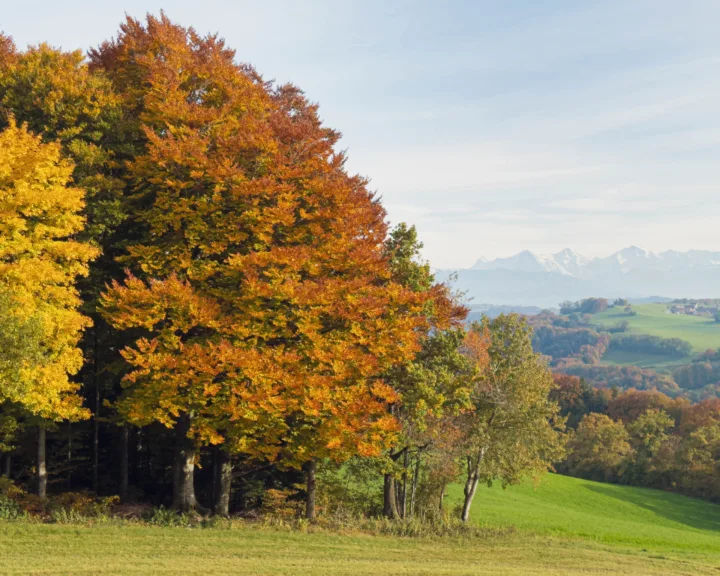 Autumn colour at Gurten